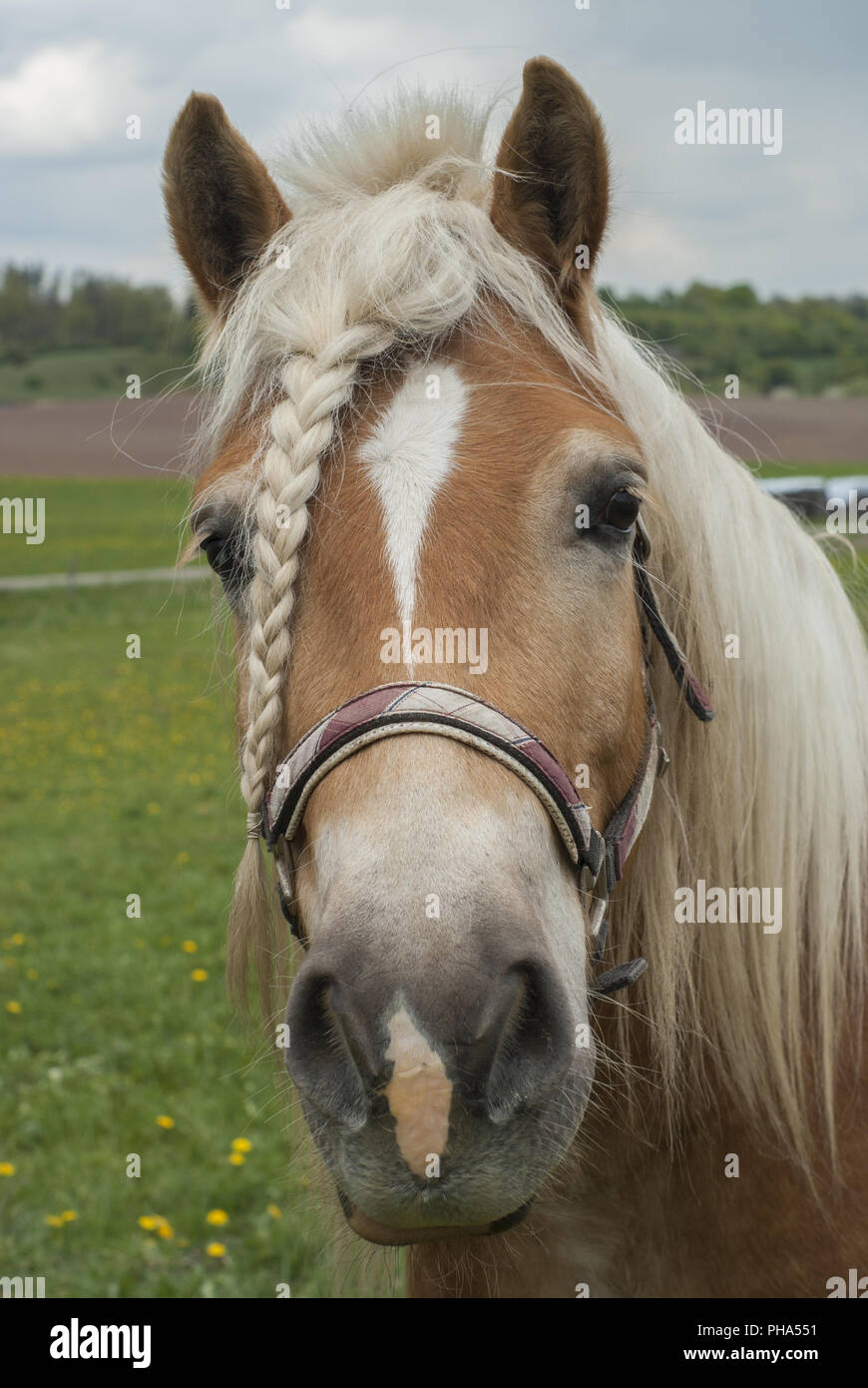 Pigtail hires stock photography and images Alamy