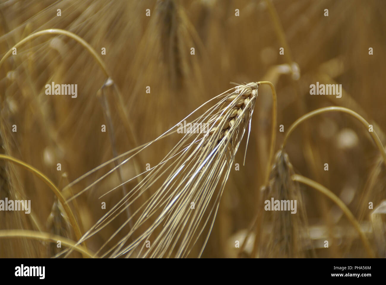 Corn field with Barley, Schwaebisch Hall, Germany Stock Photo