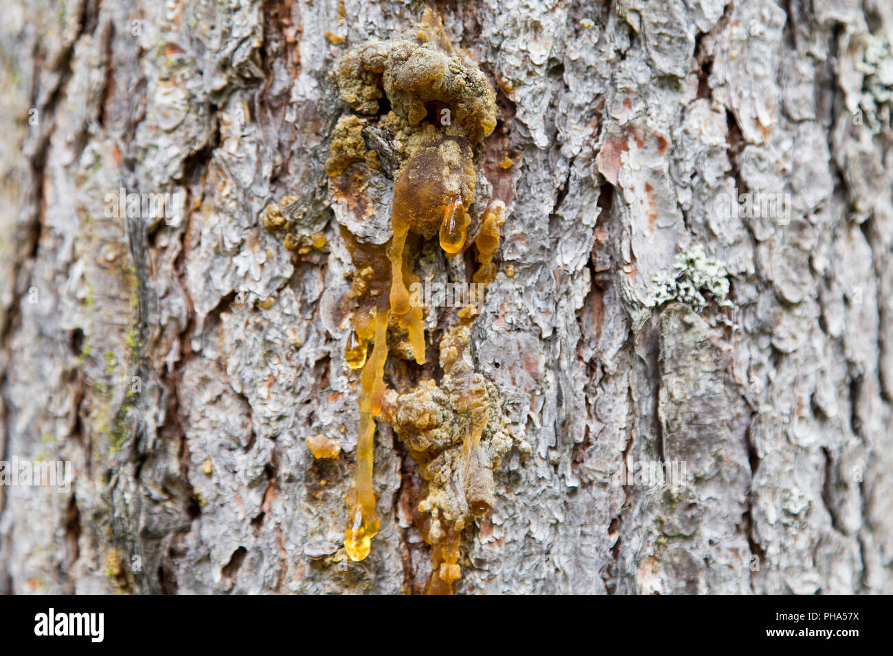Tree resin hires stock photography and images Alamy