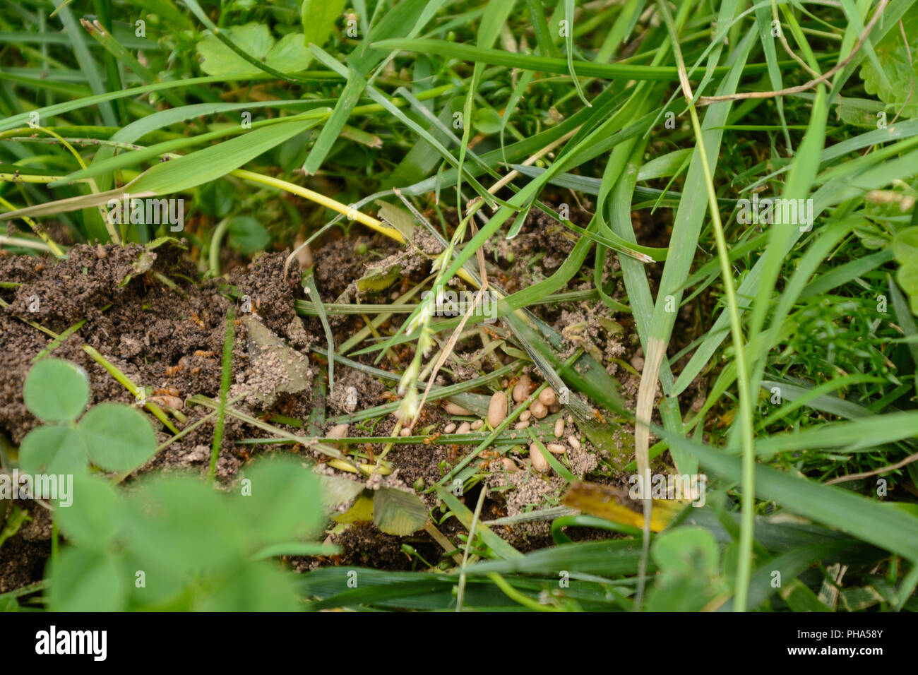 Red ants and anemis in a nest in the garden Stock Photo