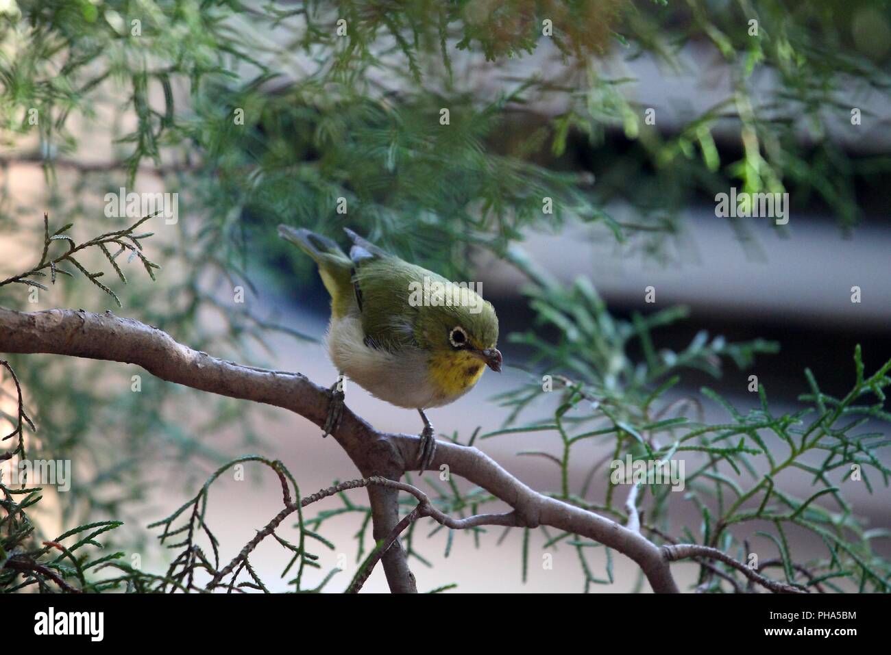 White-breasted White-eye (Zosterops abyssinicus) Stock Photo