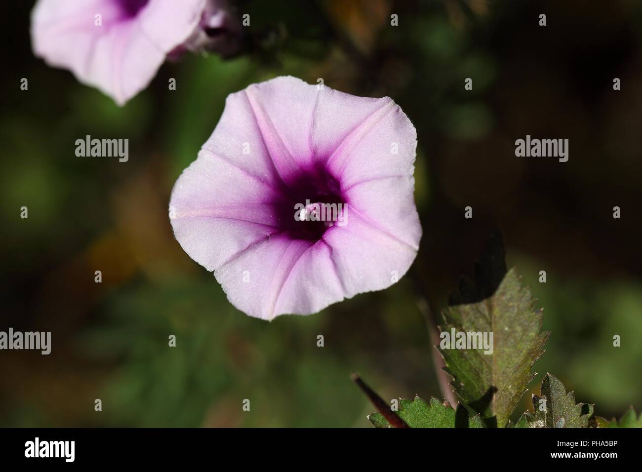 Flower of the morning glory Ipomoea jaegeri in Africa. Stock Photo