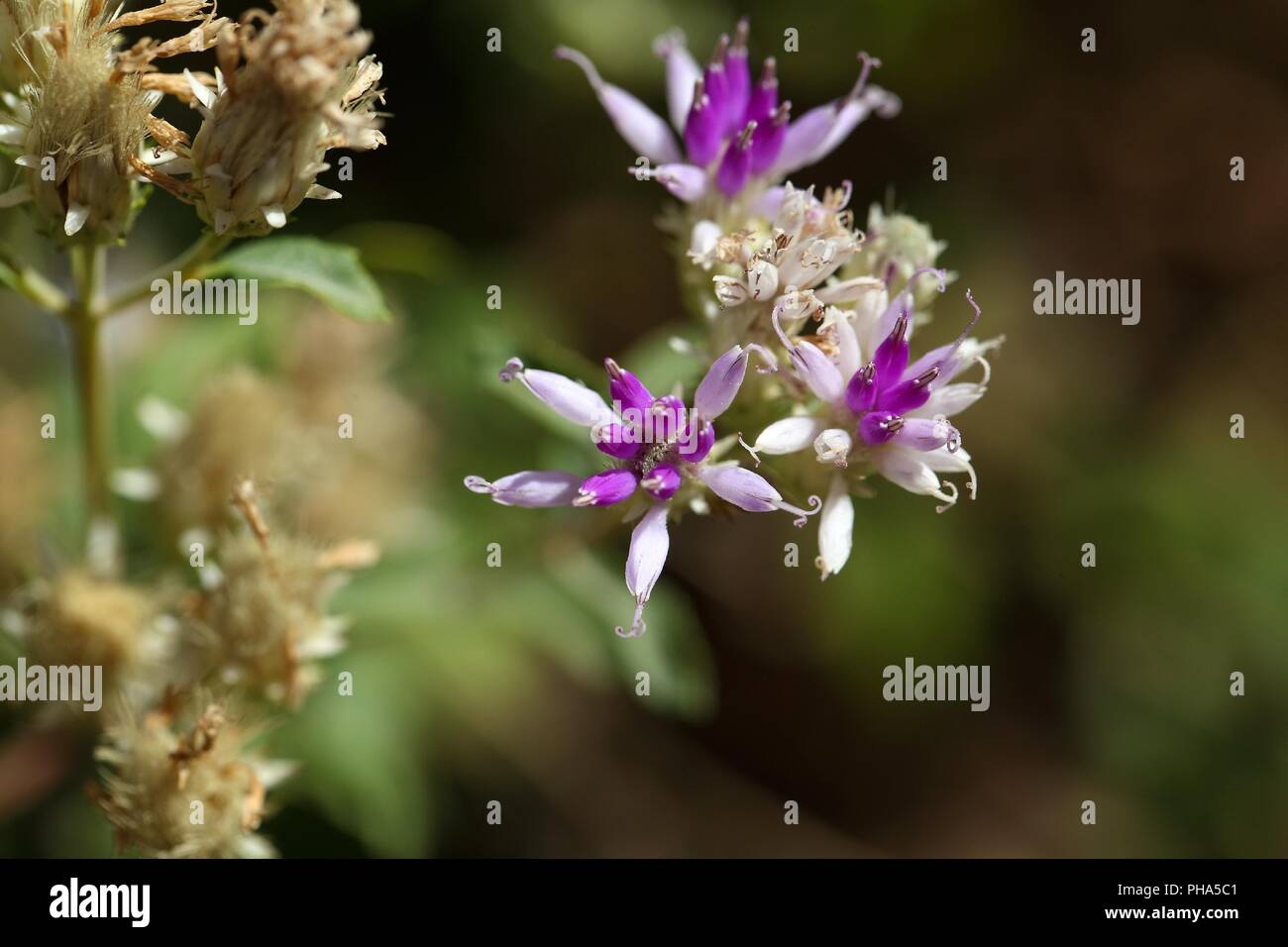 Flower of a succulent plant in Ethiopia Stock Photo