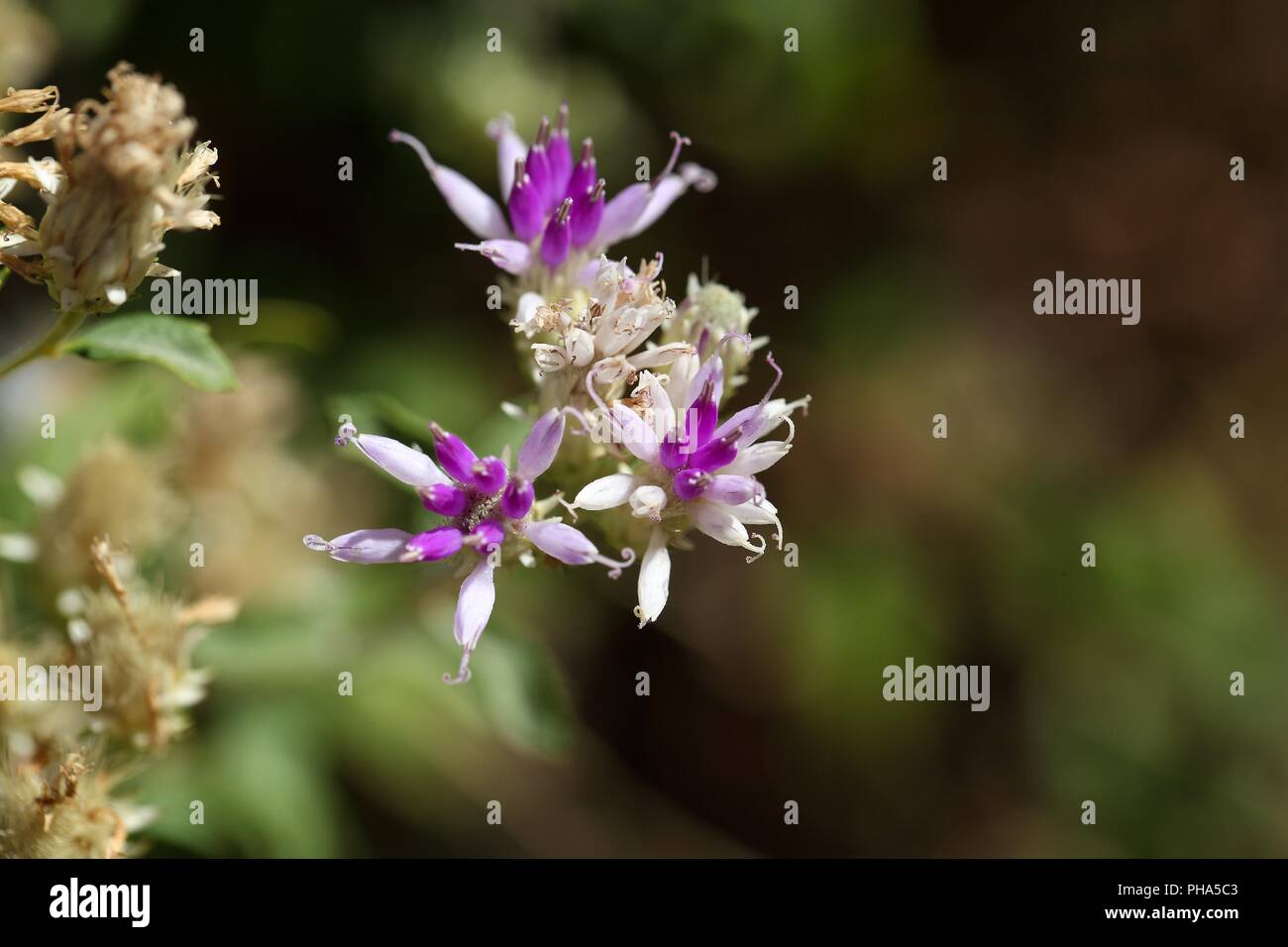 Flower of a succulent plant in Ethiopia Stock Photo