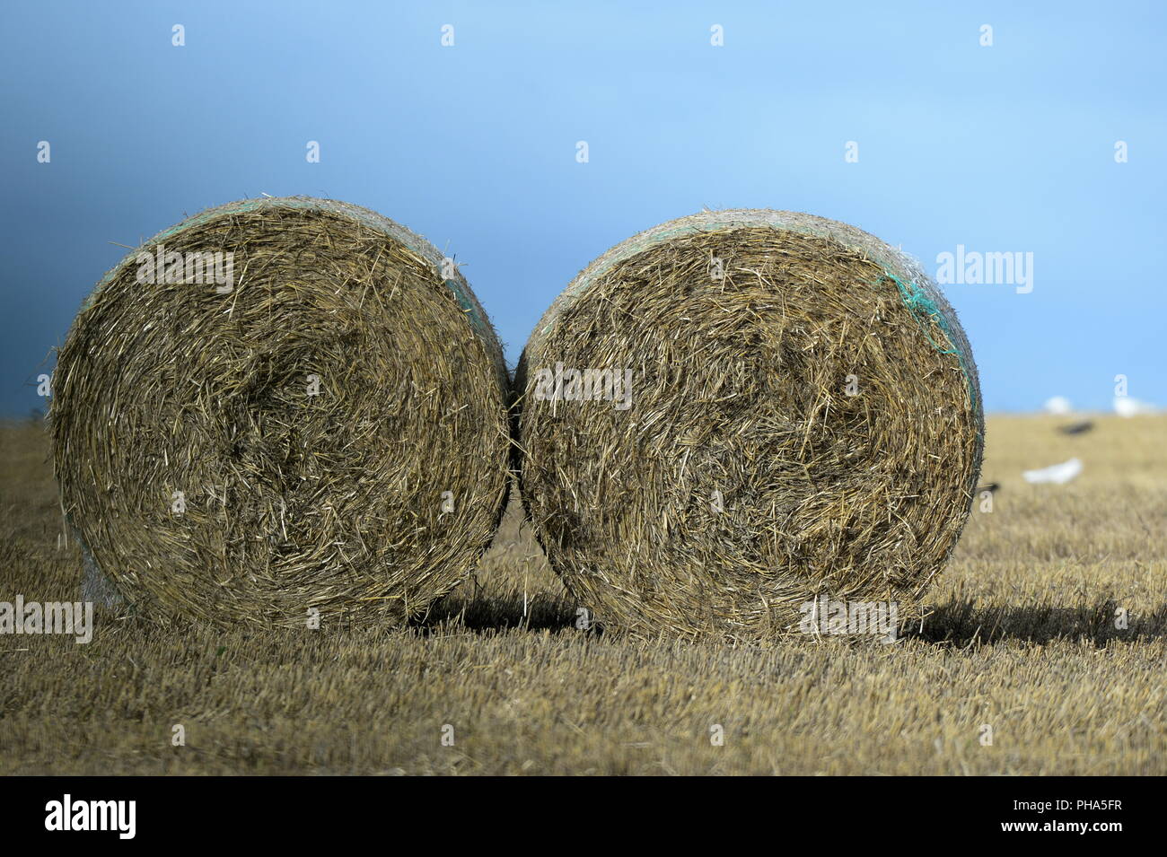 Two straw bales lie side by side in field of stubble a dark sky in the distance adds contrast Stock Photo