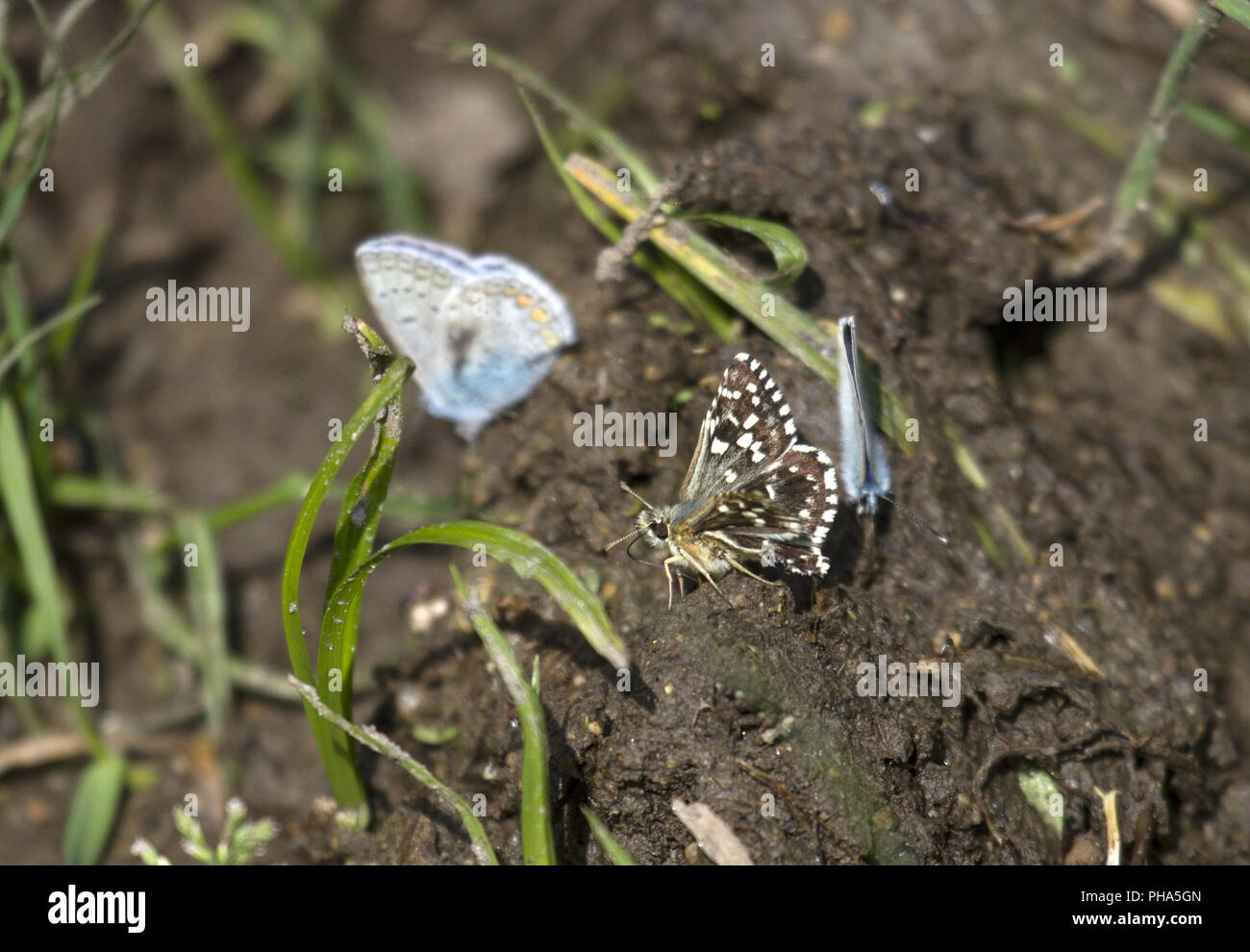 Mallow-butterfly, Macin-Mountains, Romania Stock Photo