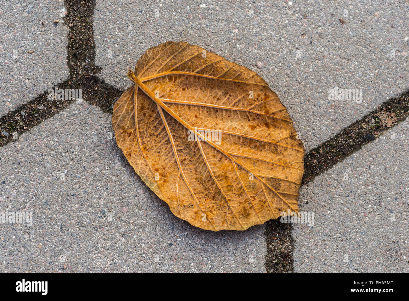 Autumn leaves lying on the ground Stock Photo - Alamy