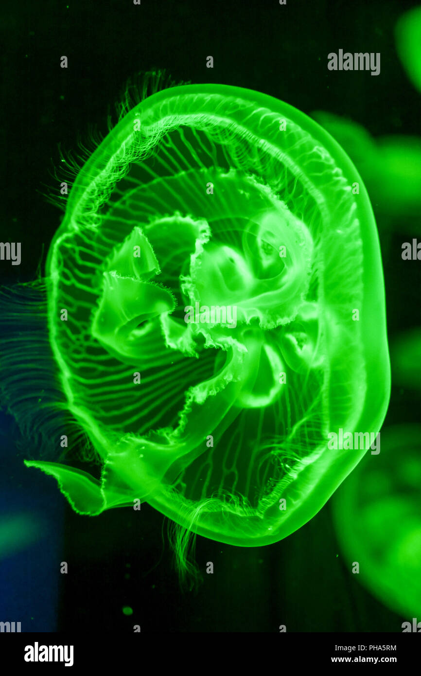 Poisonous jellyfish hires stock photography and images Alamy