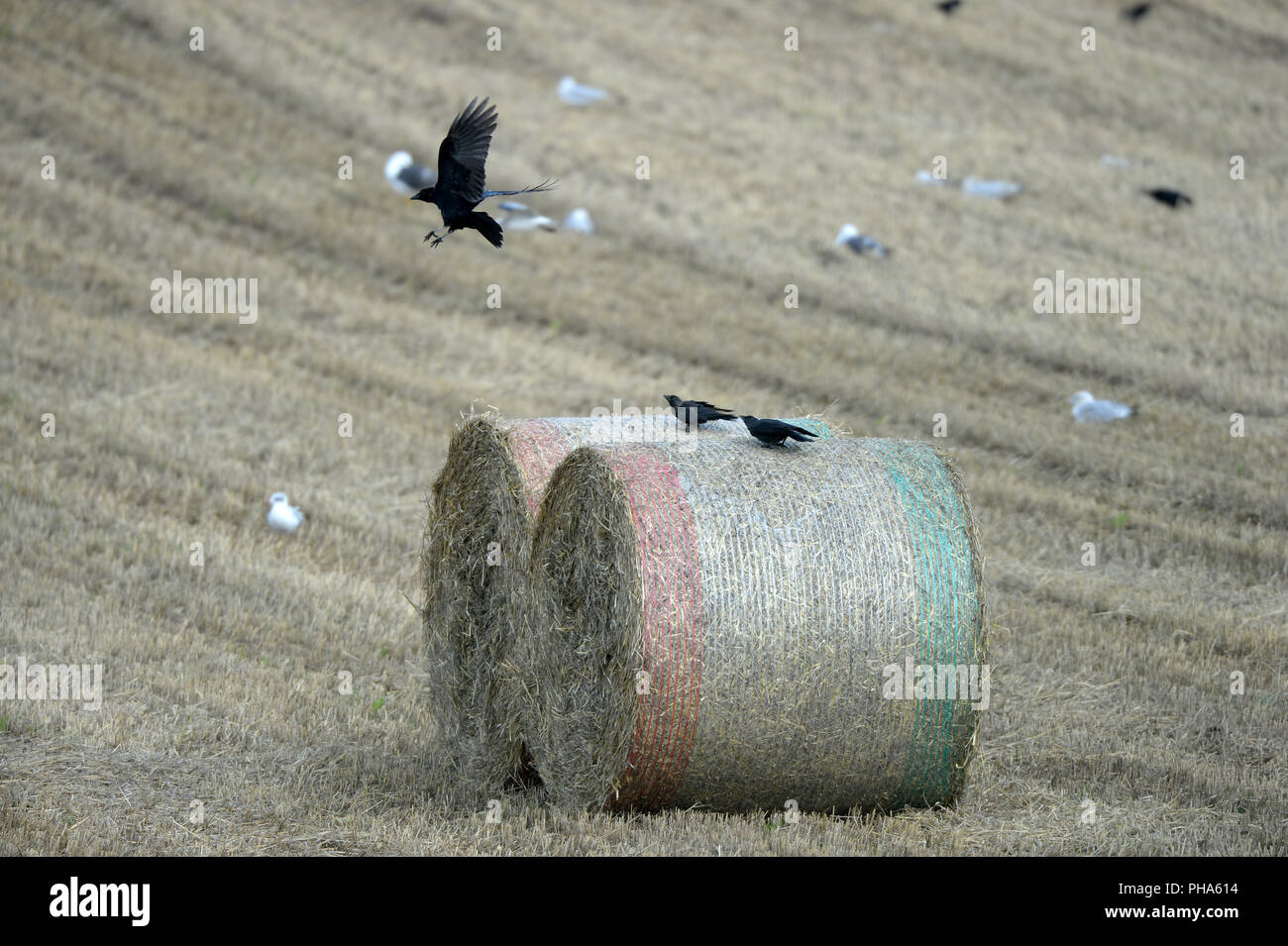 Crows flying from straw bales in stubble field. Gulls in background Stock Photo