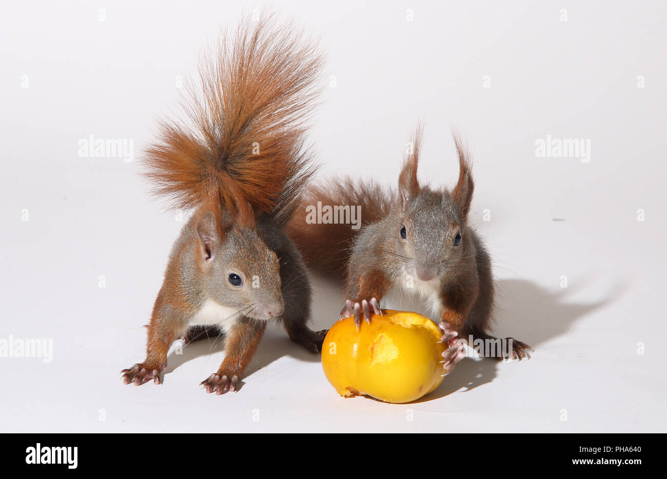 Baby squirrels hires stock photography and images Alamy
