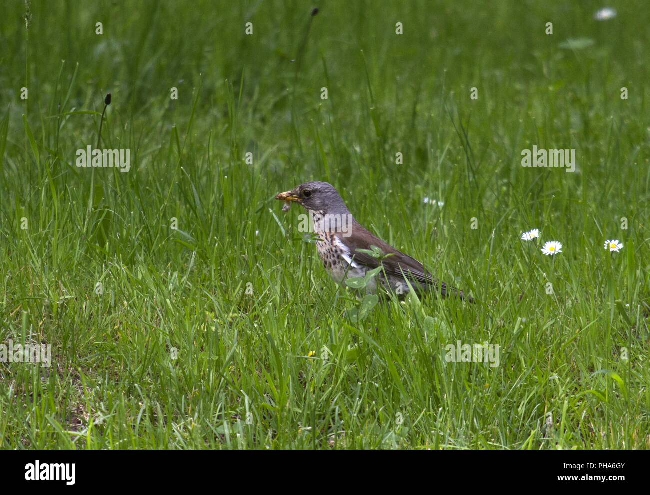 Fieldfare, Castle Bran, Karpaten, Romania Stock Photo