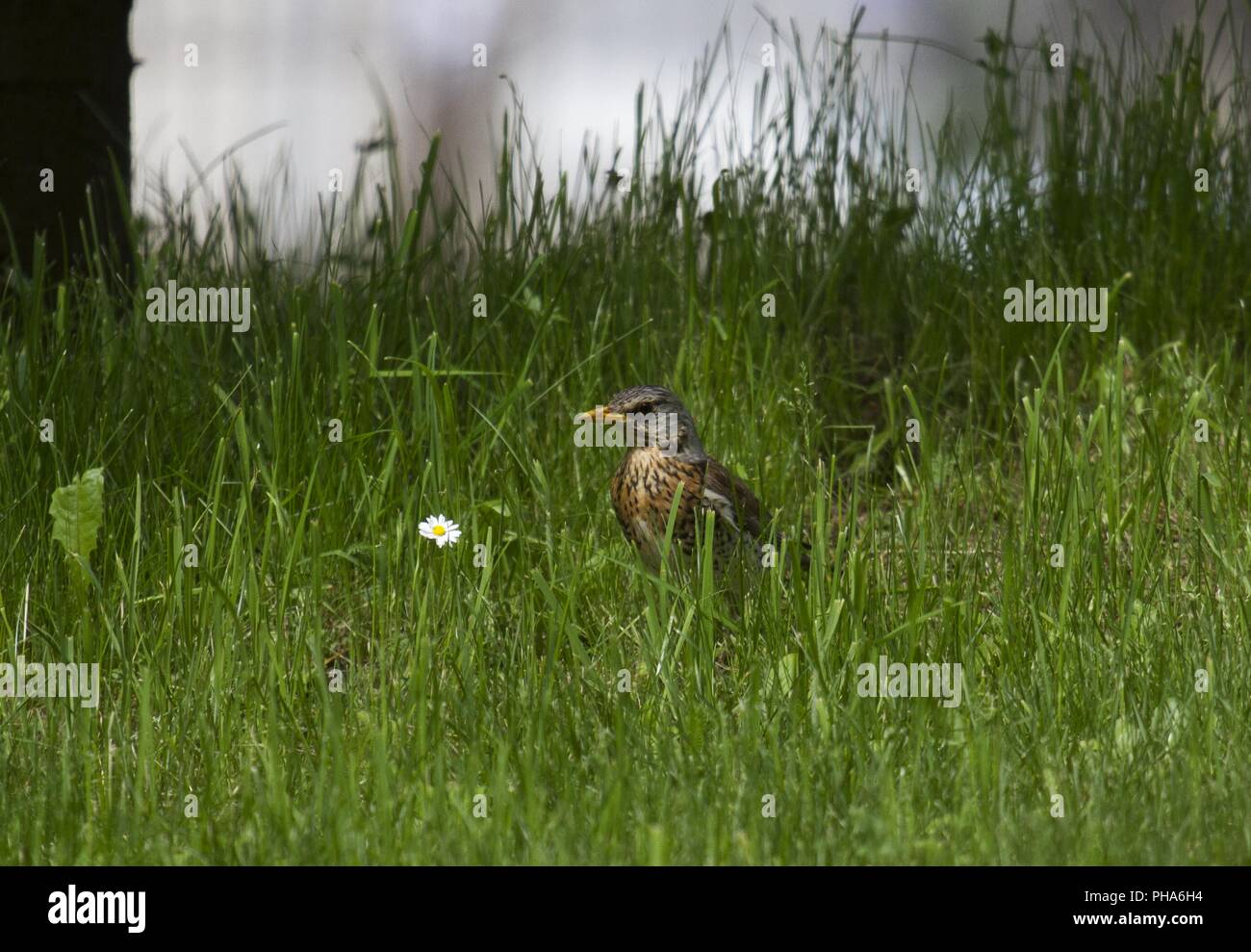 Fieldfare, Castle Bran, Karpaten, Romania Stock Photo