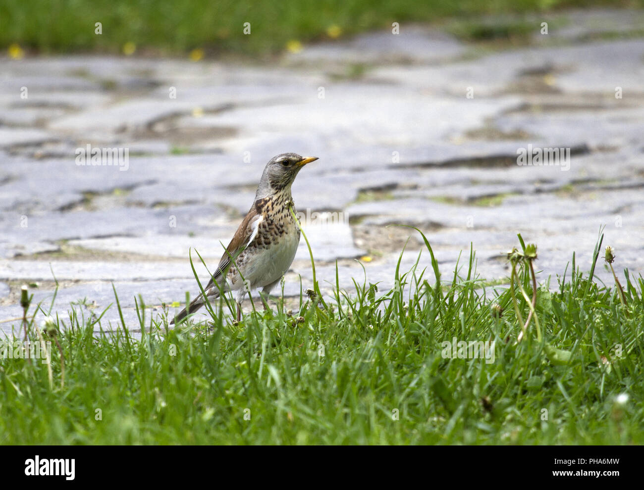 Fieldfare, Castle Bran, Karpaten, Romania Stock Photo