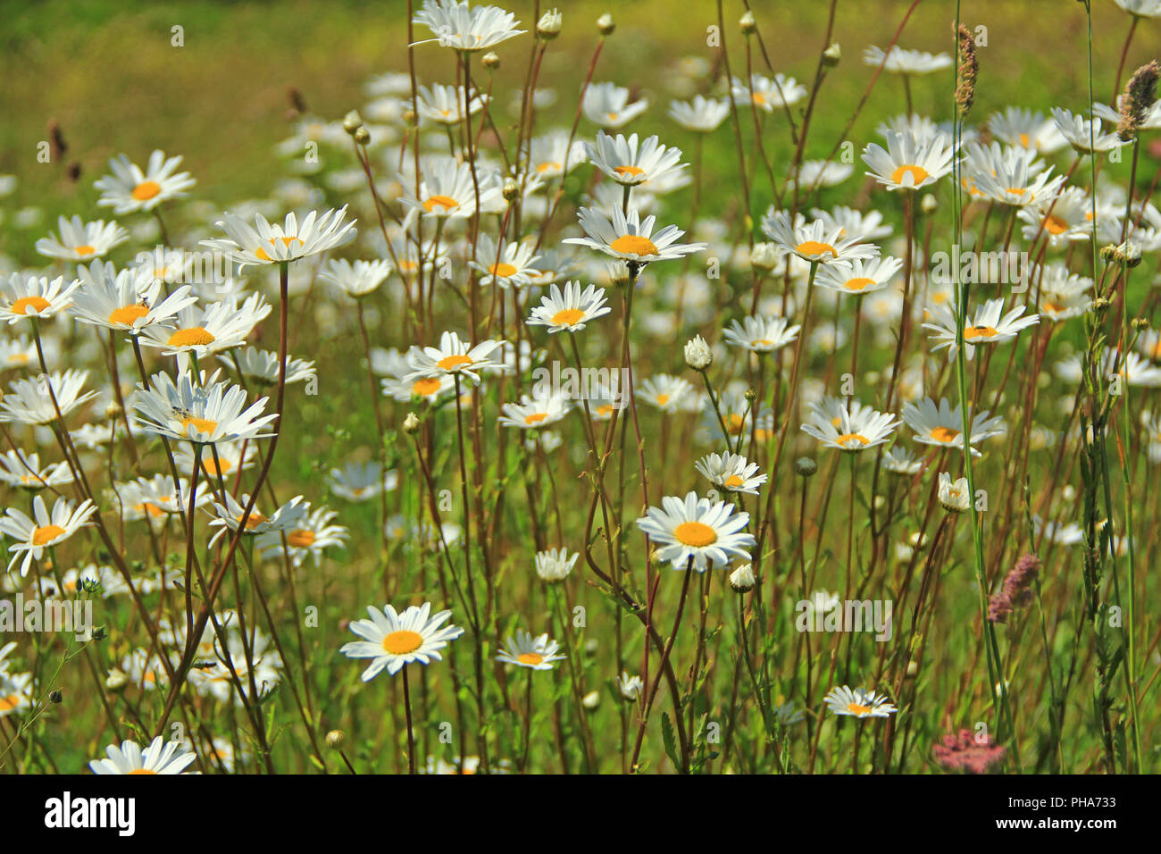 Ox-eye daisys (Leucanthemum) Stock Photo