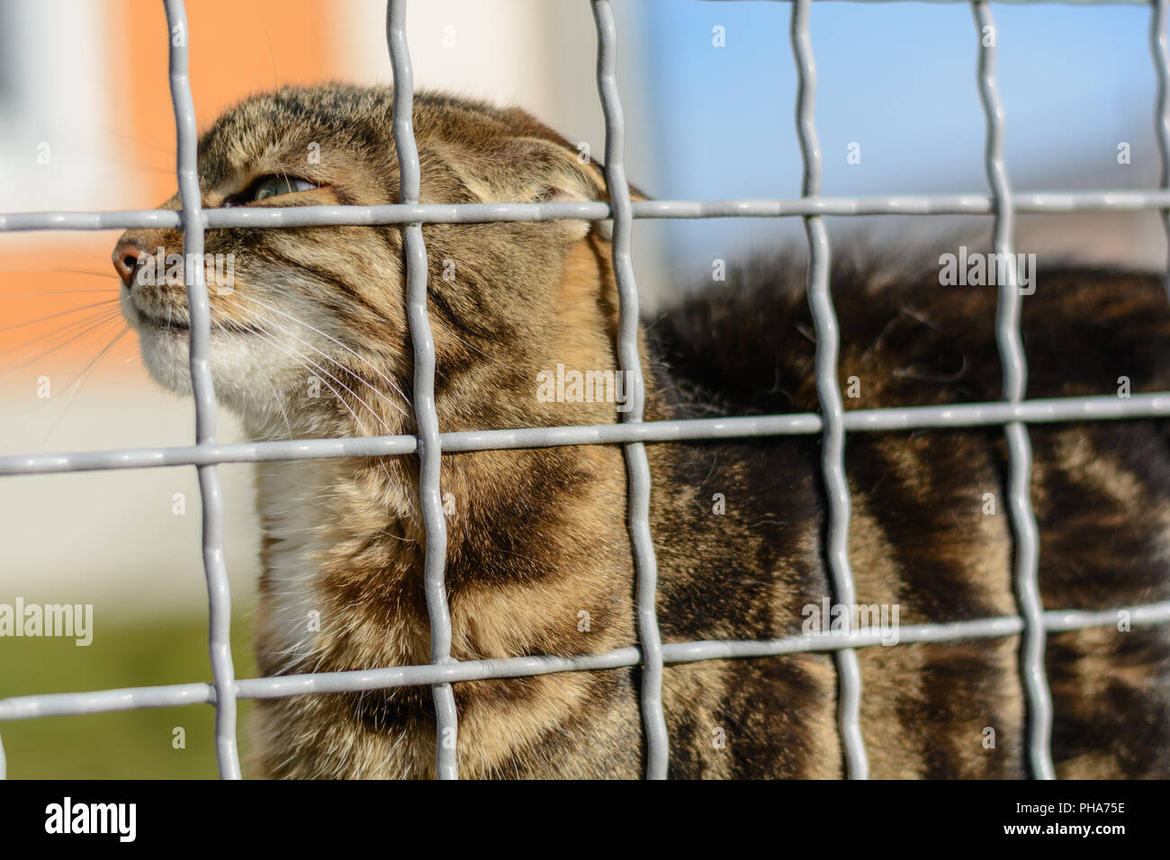 Colorful domestic cat behind barricade outdoors Stock Photo