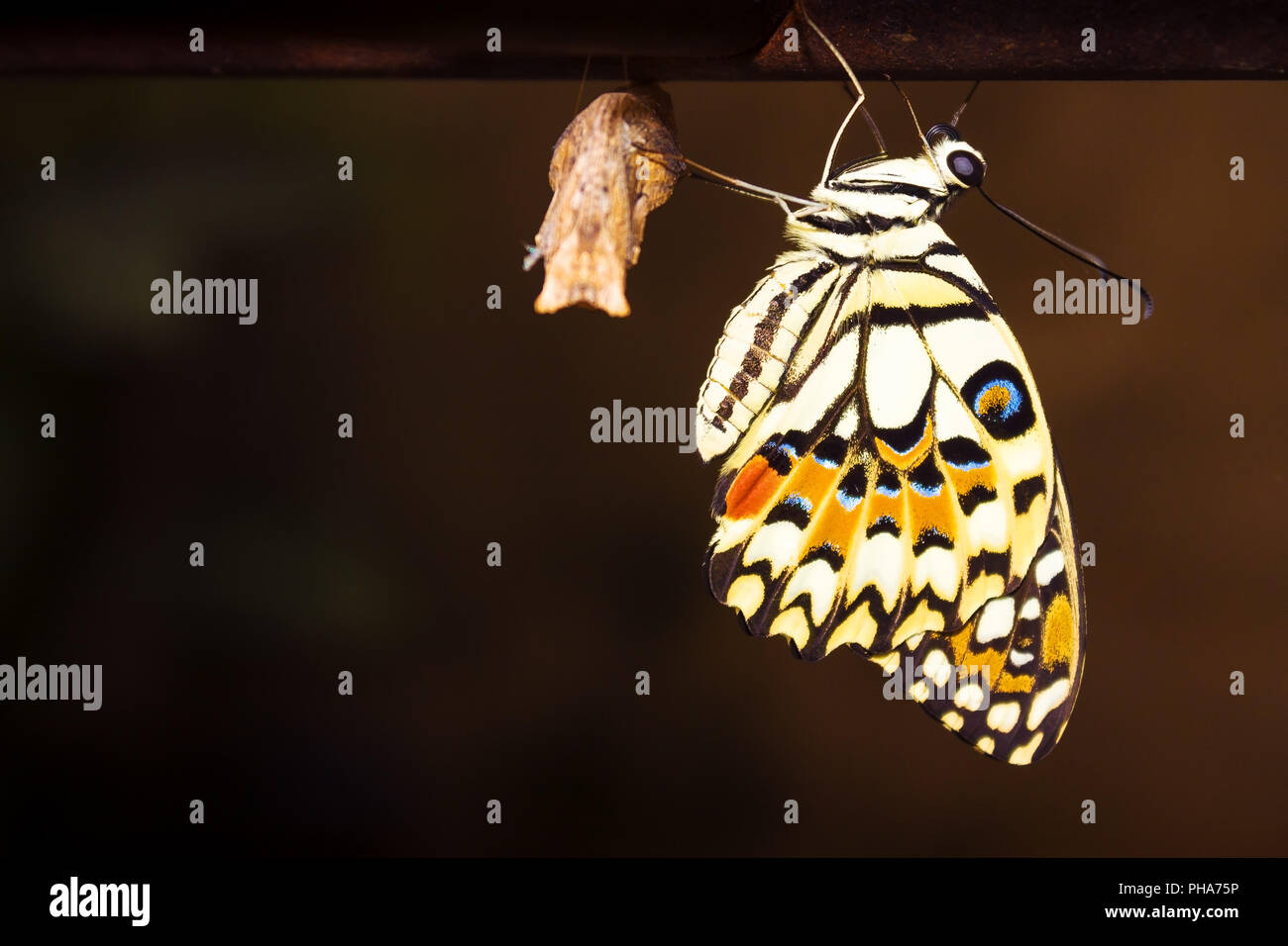 New butterfly hangs just after exits from its cocoon in the end of its