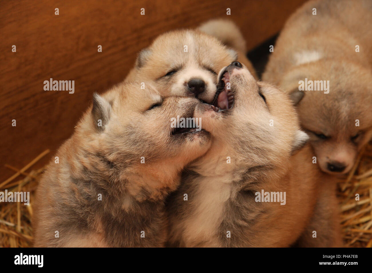 Newborn Akita Inu puppies Stock Photo