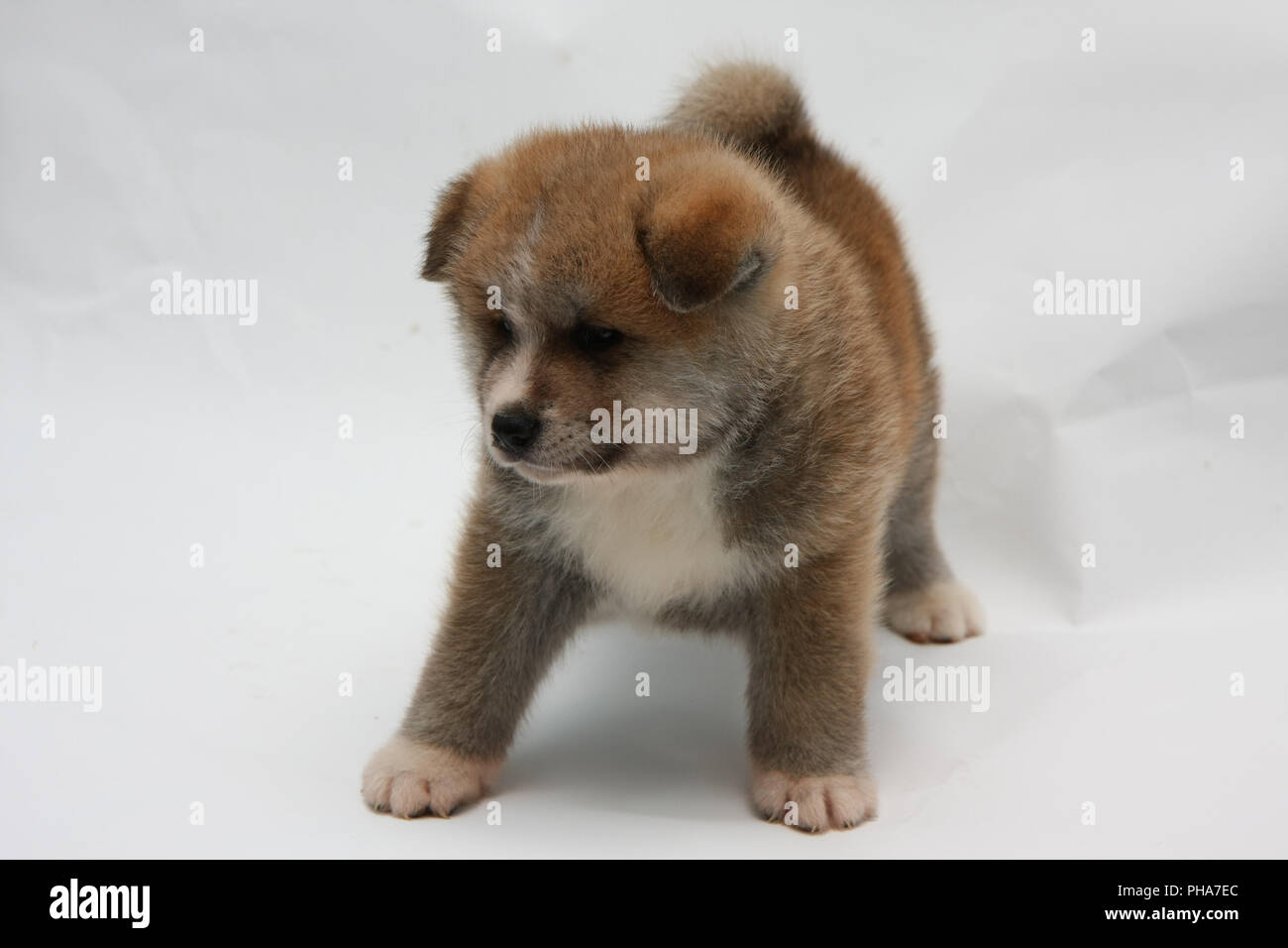 Newborn Akita Inu puppy Stock Photo