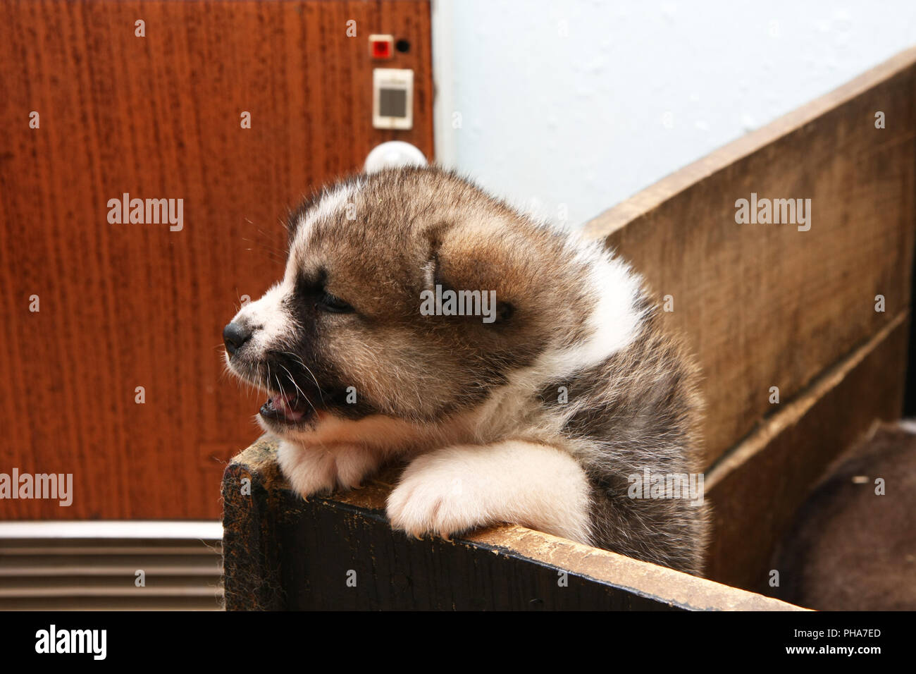 Newborn Akita Inu puppy Stock Photo