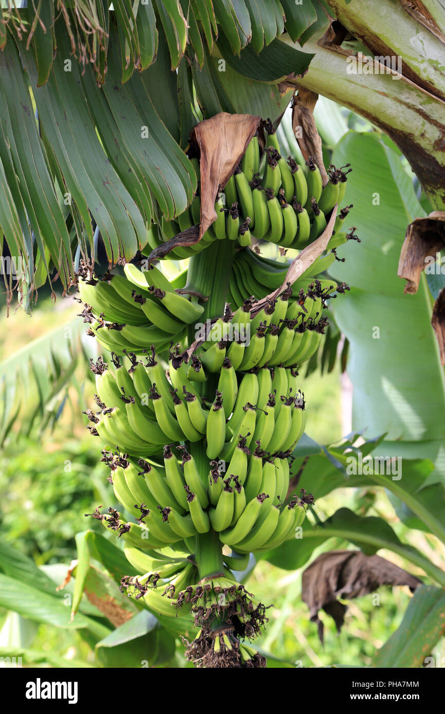 Mauritius, Banana plant with fruits Stock Photo Alamy