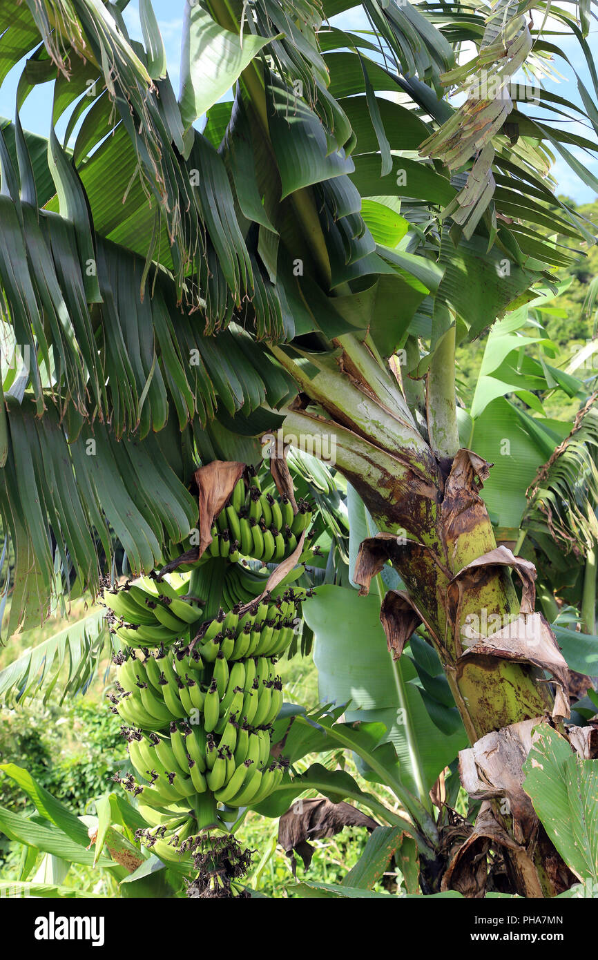 Mauritius, Banana plant with fruits Stock Photo Alamy