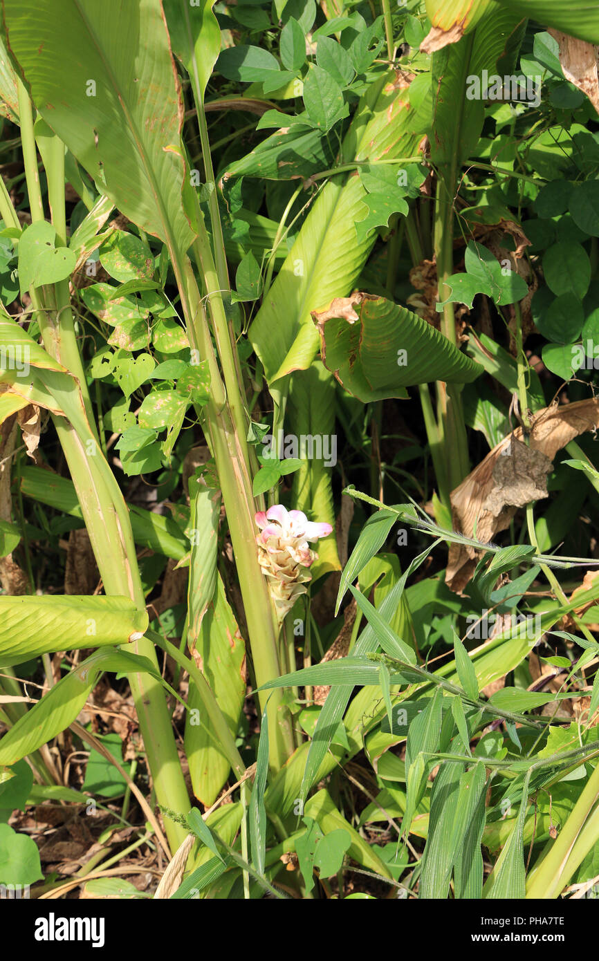 Mauritius, curcuma plant with flower, curcuma longa Stock Photo