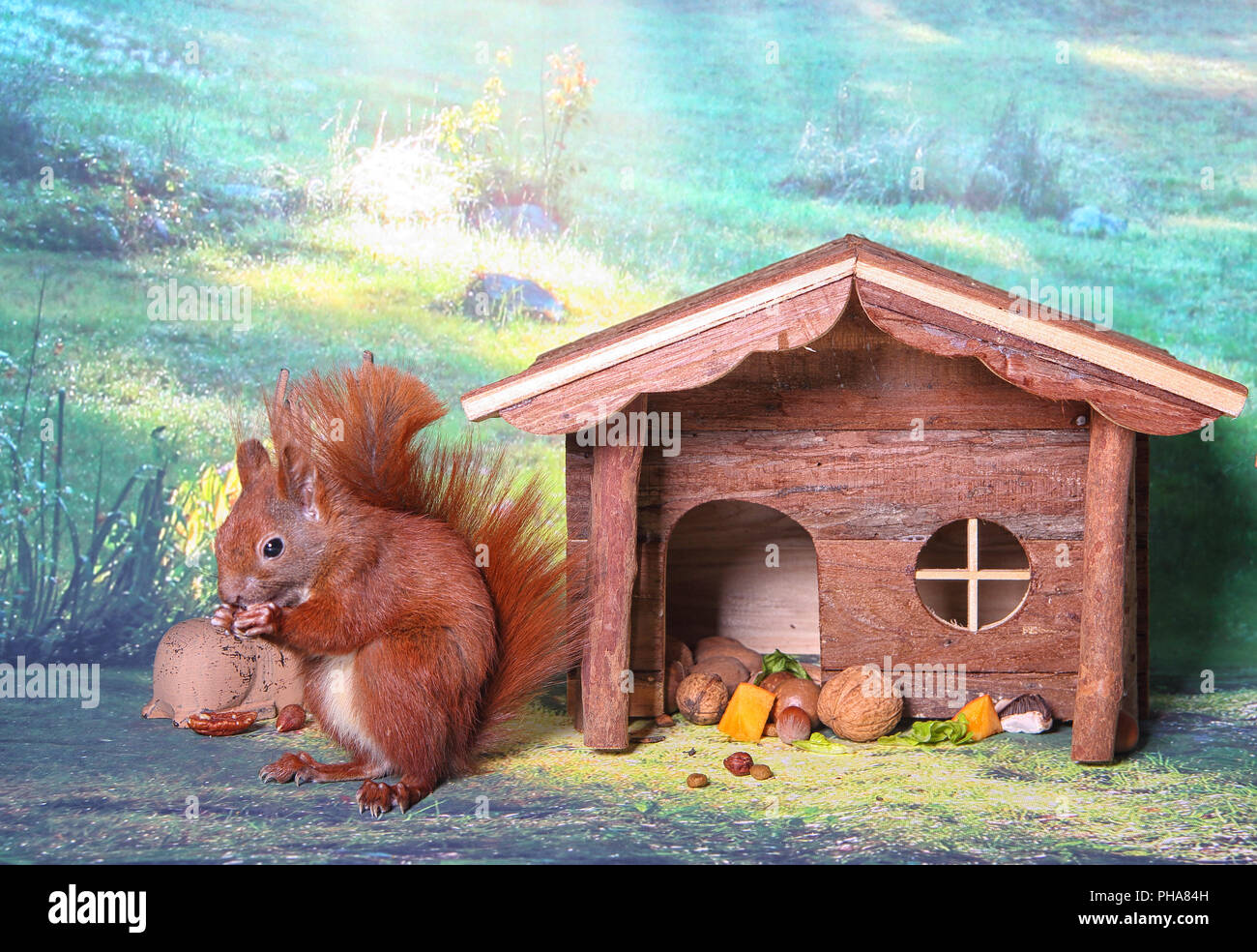 squirrel at a small house Stock Photo - Alamy