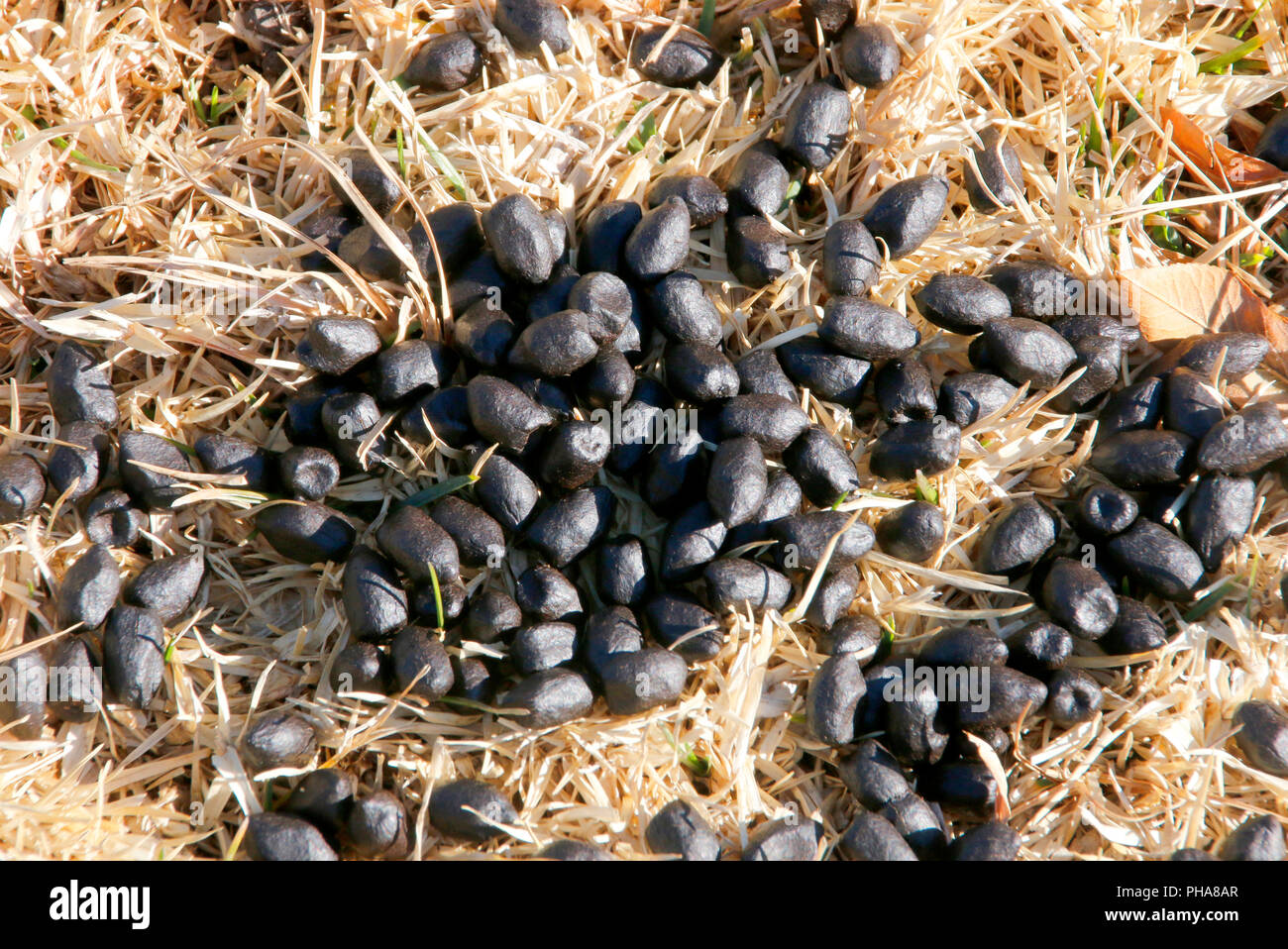 A pile of round black buck droppings on a dry grass background Stock Photo