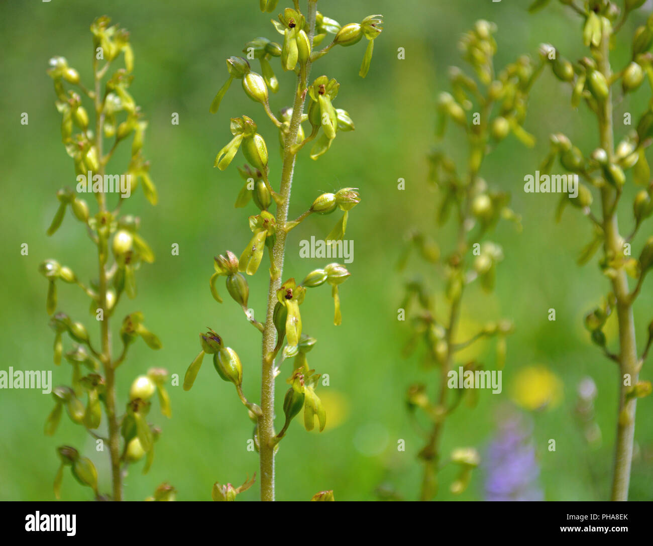 Common Twayblade Orchid Stock Photo