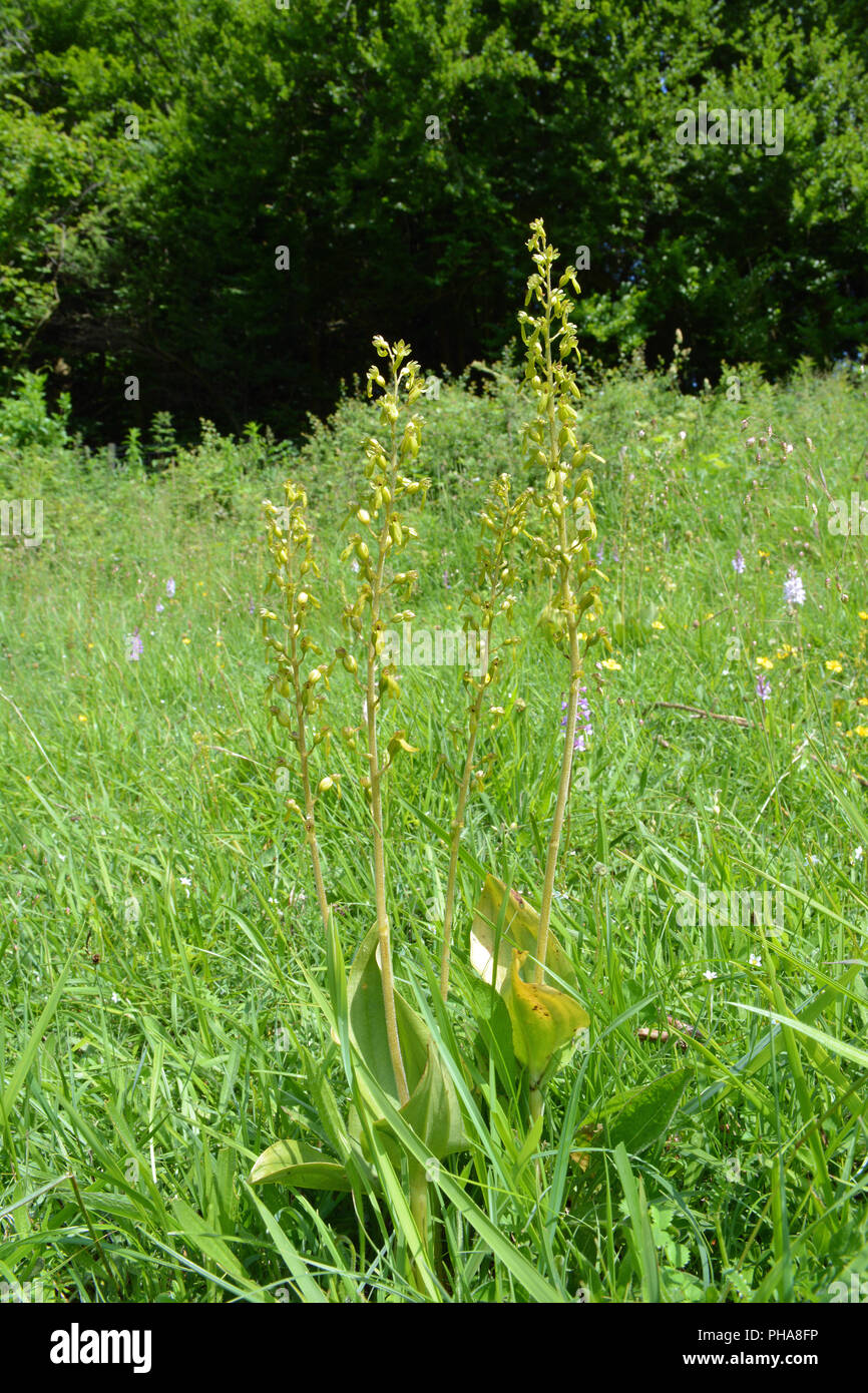 Common Twayblade Orchid Stock Photo