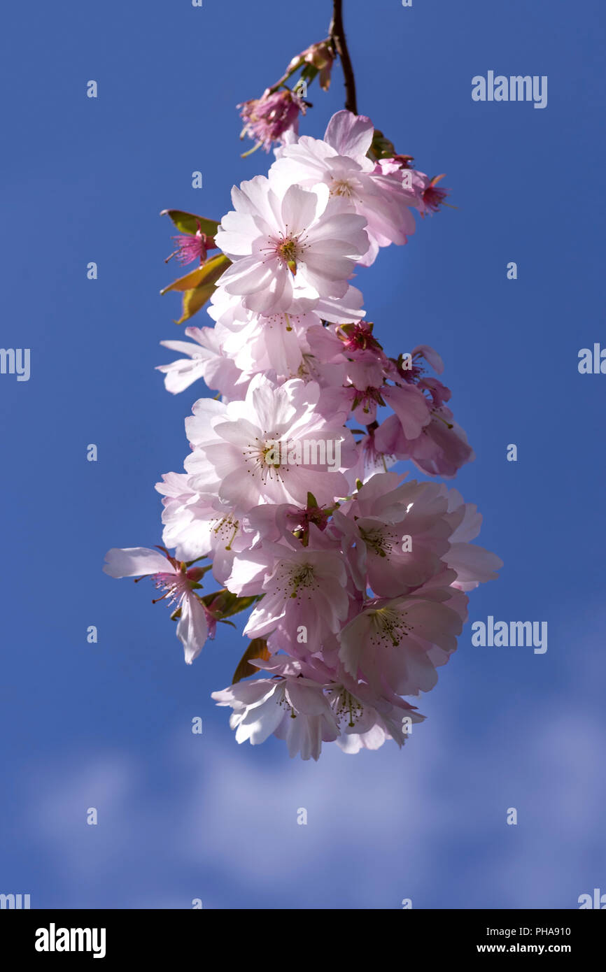 Cherry blossom branch Stock Photo Alamy