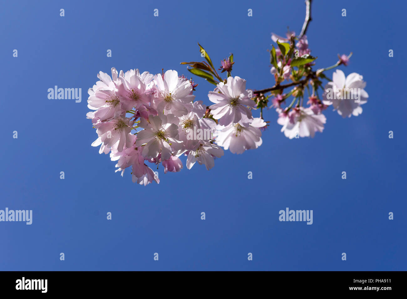Cherry blossom branch Stock Photo Alamy