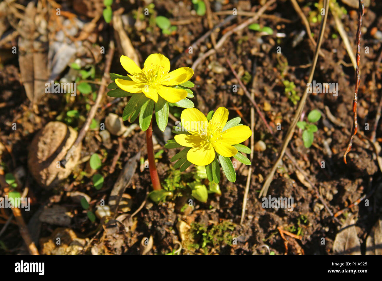 Winter aconite (Eranthis hyemalis) Stock Photo