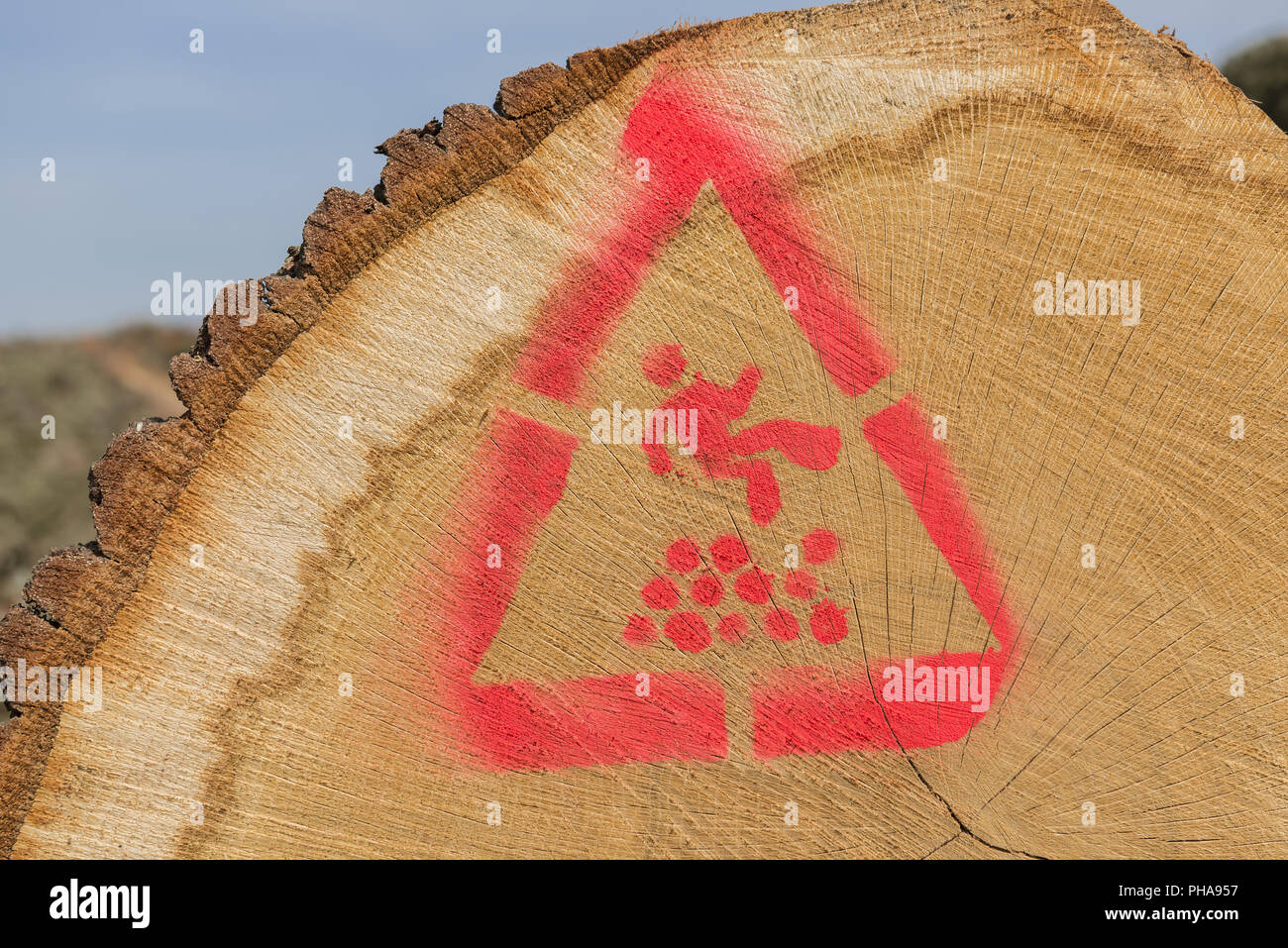 Stacked sawn trunks Stock Photo - Alamy