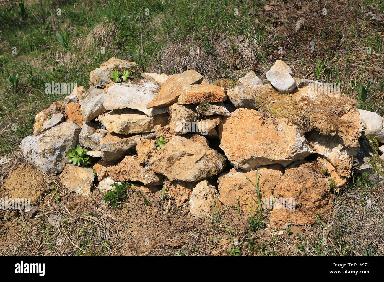 Field stones are bitope for reptiles Stock Photo