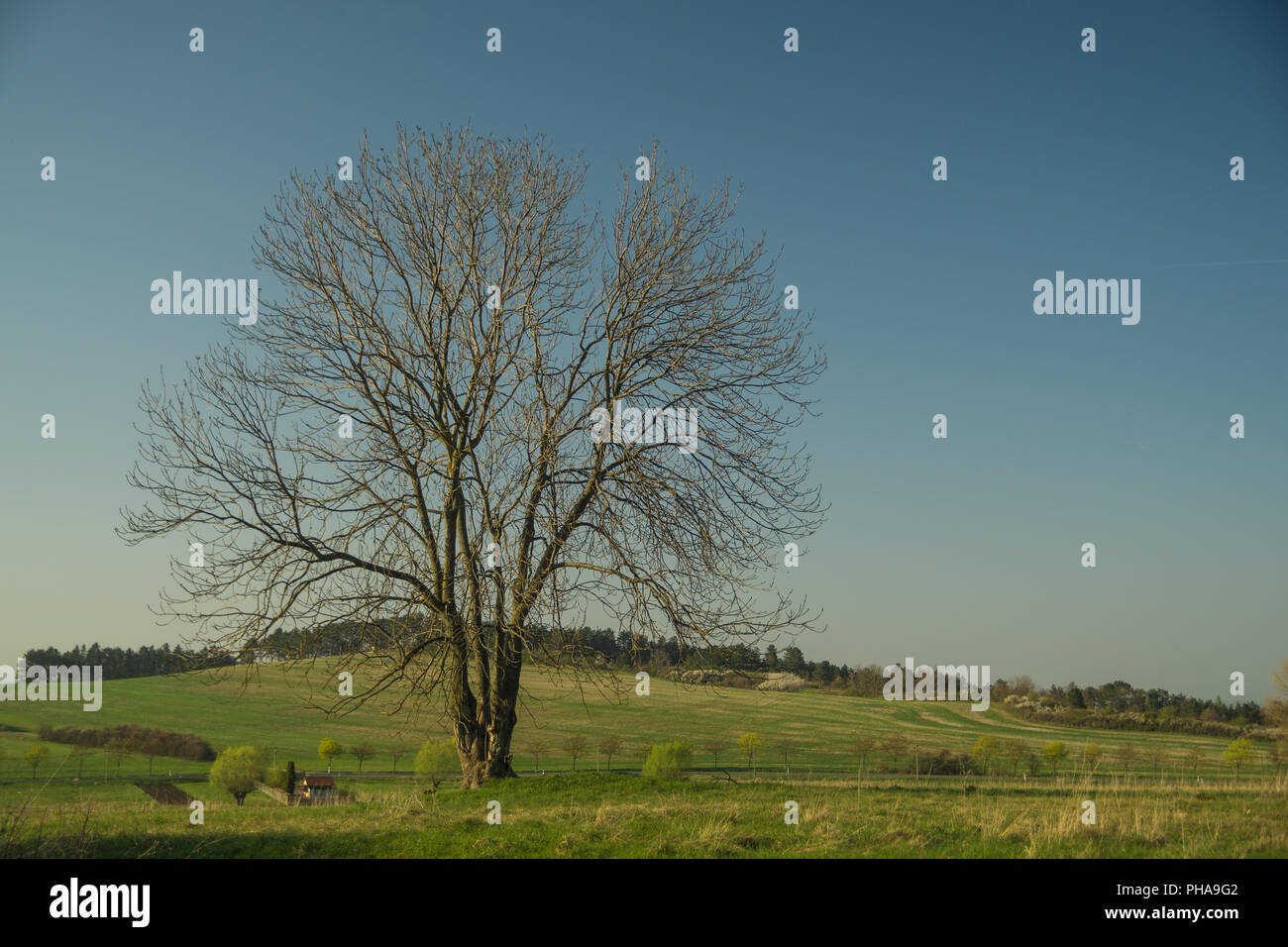 Ash In Spring Common ash branch in spring hi-res stock photography and images - Alamy
