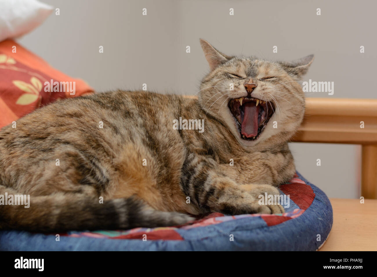 Gray big cat yawns on the cat bed Stock Photo
