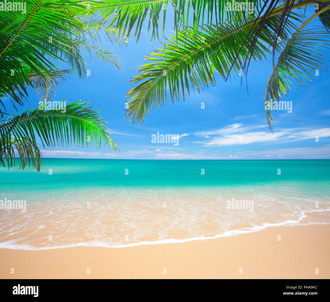 Palm and tropical beach Stock Photo - Alamy
