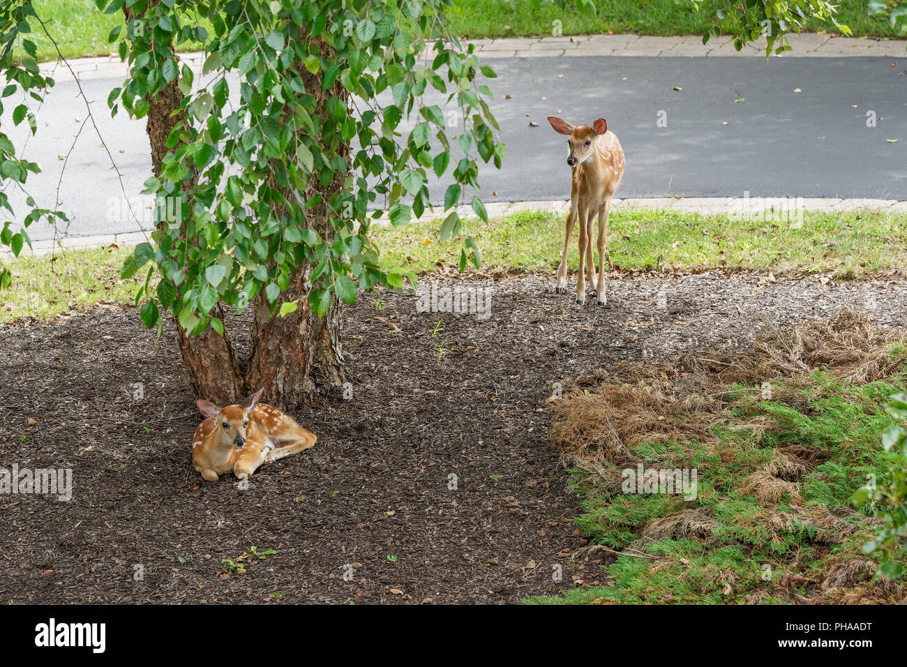2 deer fawns one resting and one standing in shade by a tree in a backyard Stock Photo