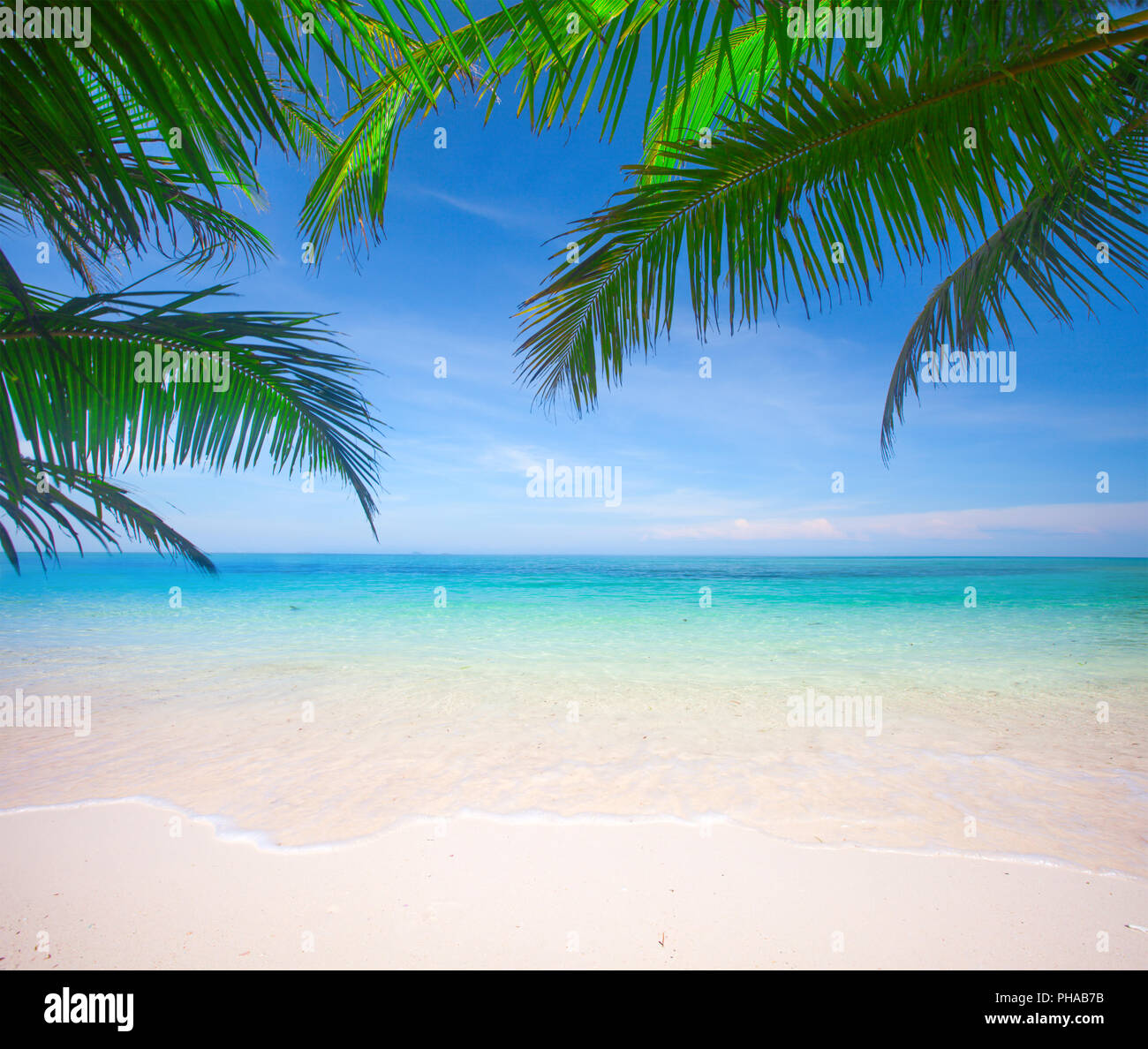 Palm and tropical beach Stock Photo - Alamy