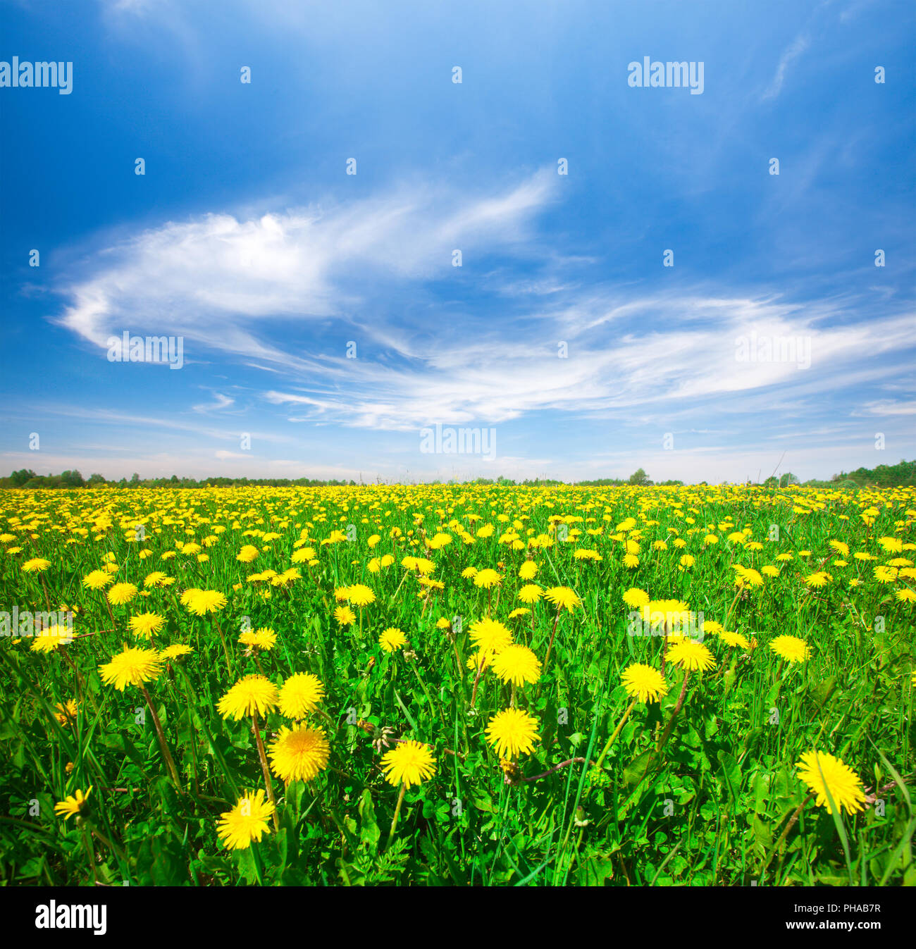 Yellow flowers field under blue cloudy sky Stock Photo