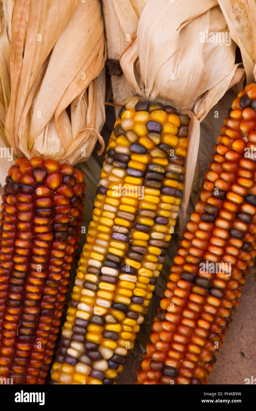multicolored corn on cob Stock Photo