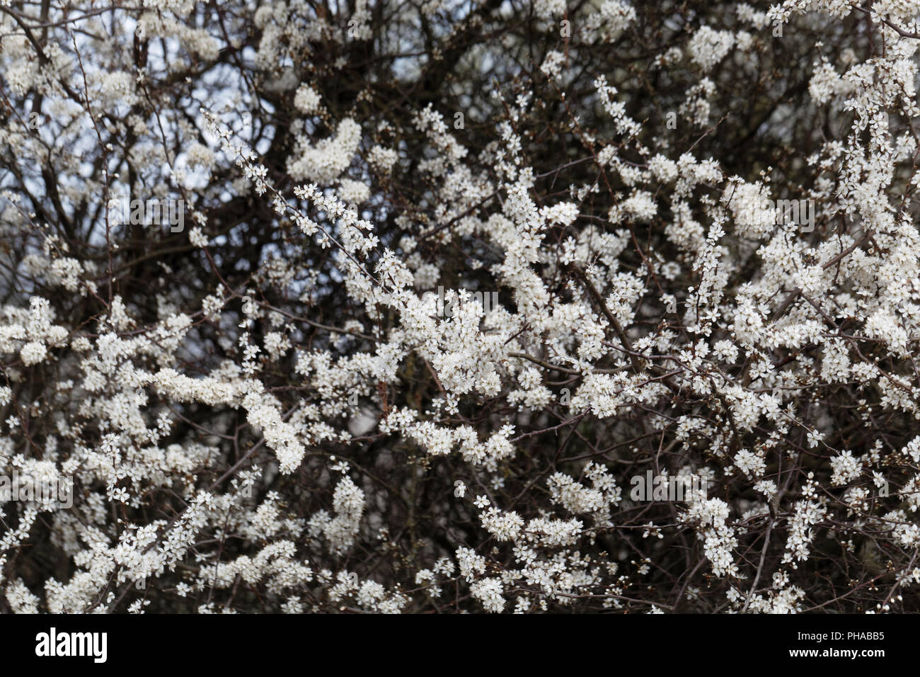 Flowers of a blackthorn (Prunus spinosa) Stock Photo