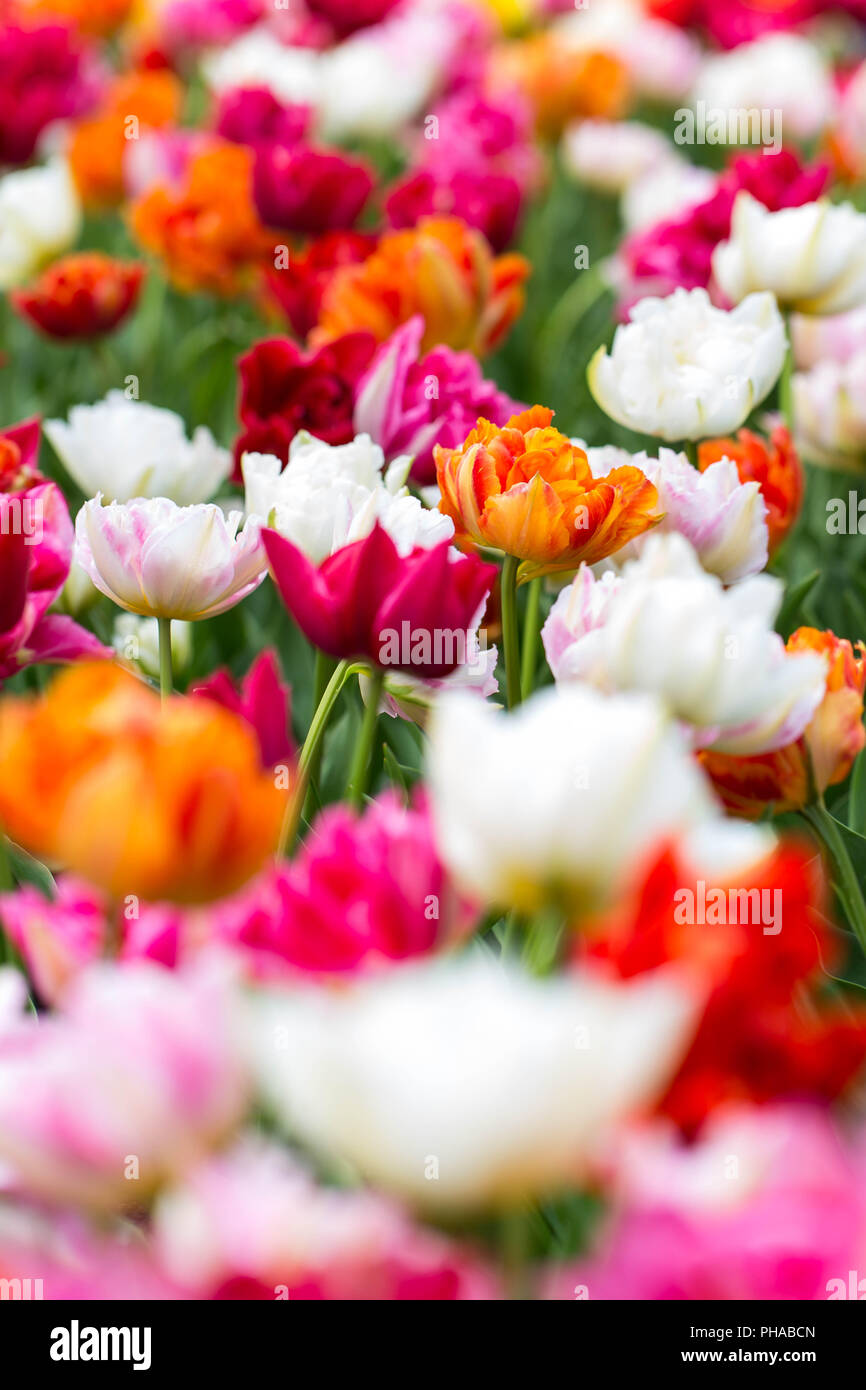 colorful tulips at the Keukenhof in North Holland Stock Photo - Alamy