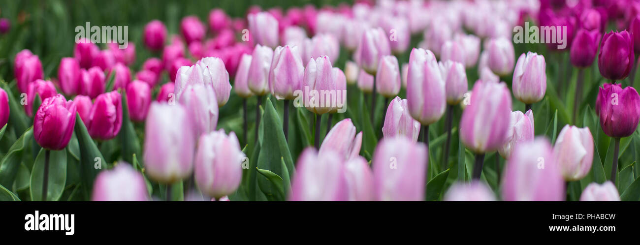 tulips at the Keukenhof in North Holland Stock Photo - Alamy