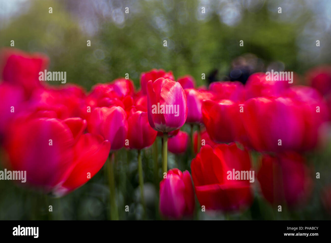 violet tulips at the Keukenhof in North Holland (Lensbaby Stock Photo ...