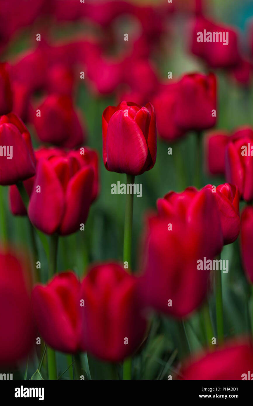 red tulips at the Keukenhof in North Holland Stock Photo - Alamy