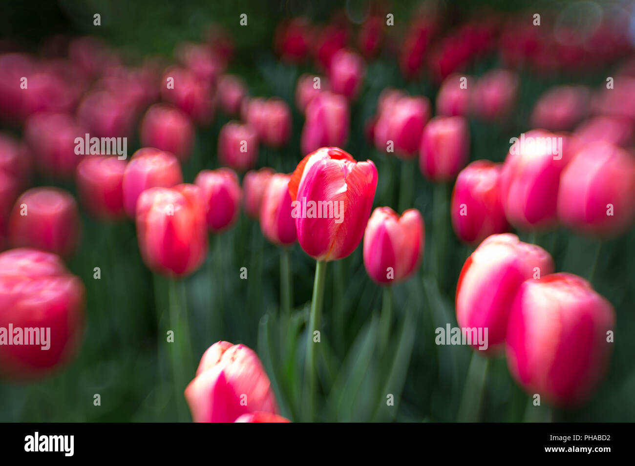 Tulips at the Keukenhof in North Holland (Lensbaby Stock Photo - Alamy