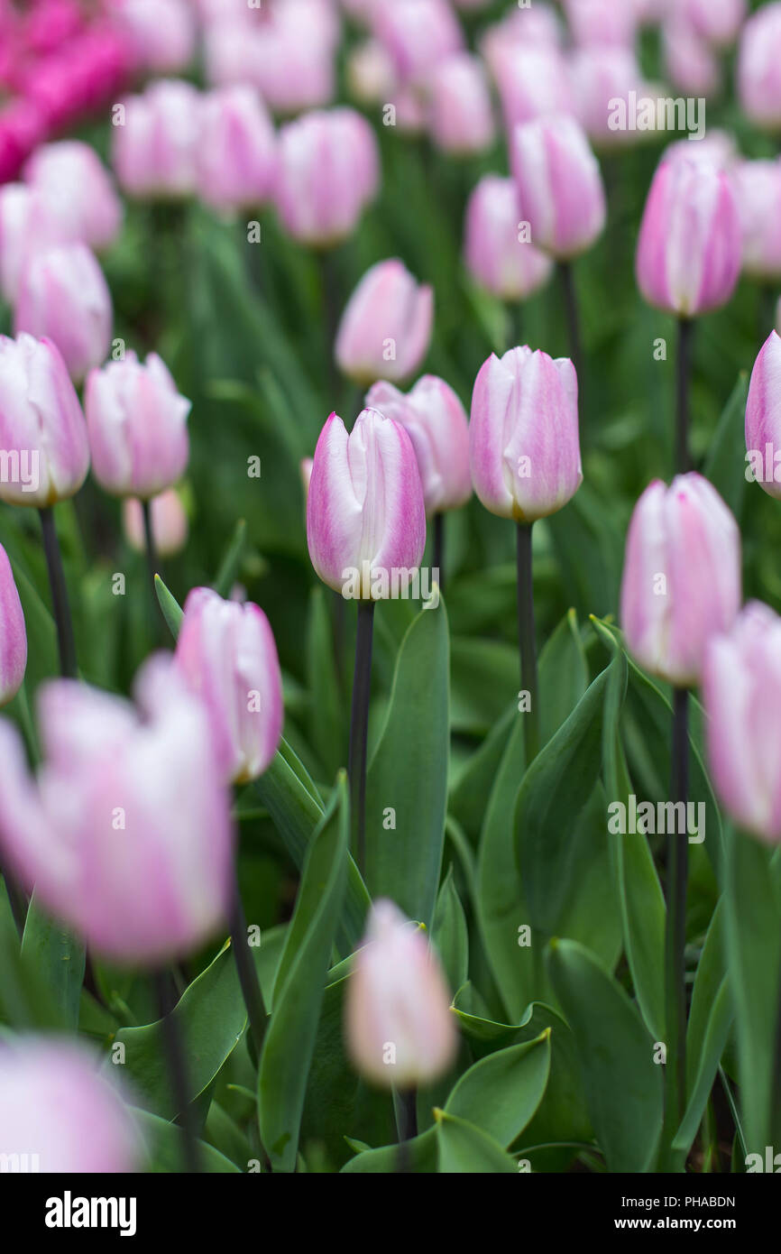 white and violet tulips at the Keukenhof in North Holland Stock Photo ...