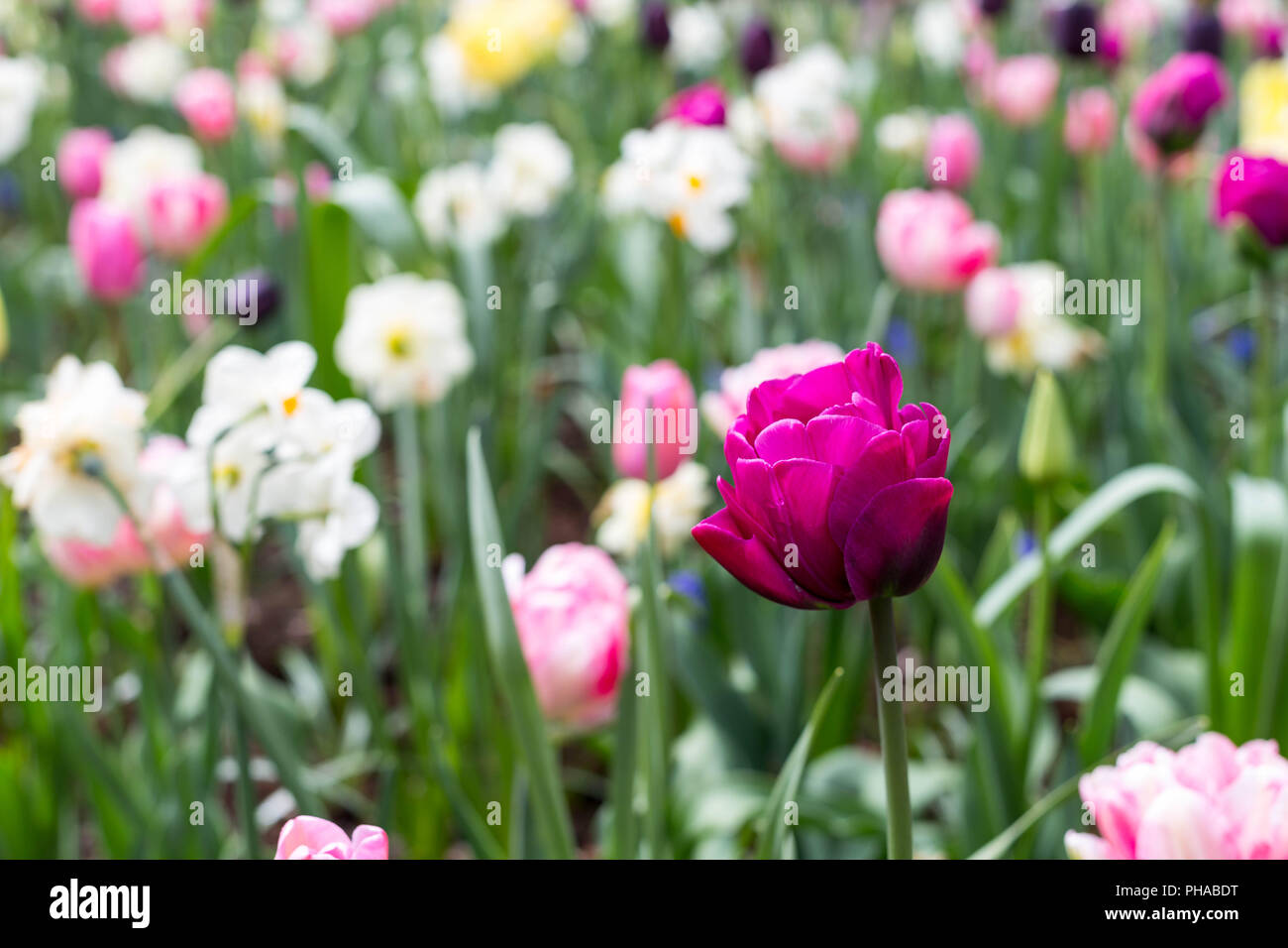 colorful tulips at the Keukenhof in North Holland Stock Photo - Alamy